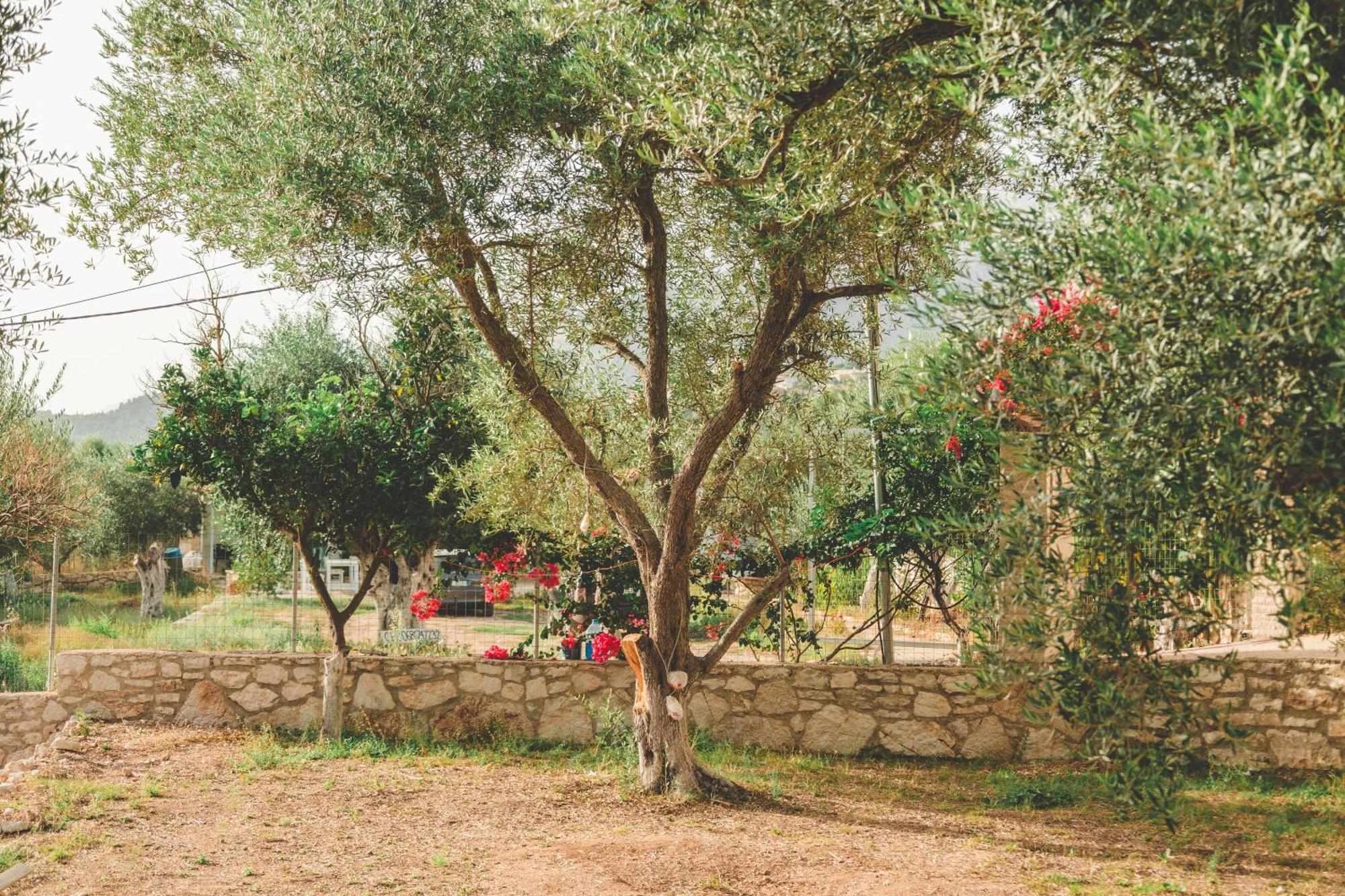 Olive Camping 히마레 외부 사진